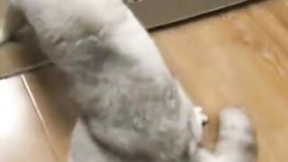 Cats Who Can't Believe Their Own Reflection
