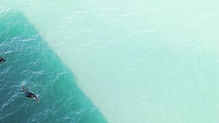 Incredible Skills! Watch These Divers Catch Coins Tossed from Massive Ships