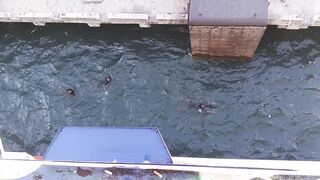 The "Coin Divers" Phenomenon: A Hidden Life in Indonesia's Harbors