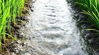 Relaxing Rice Field Irrigation ASMR | Peaceful Water Stream