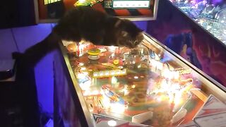 Funny Cat 1 2