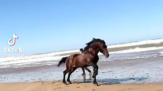 Super Race Horse