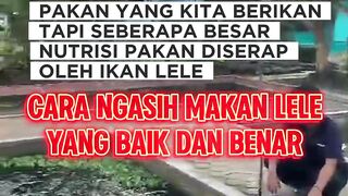 Cara NGASIH makan lele yang BAIK dan BENAR