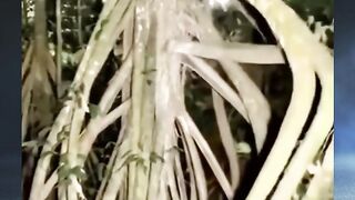Pohon yang bisa berjalan