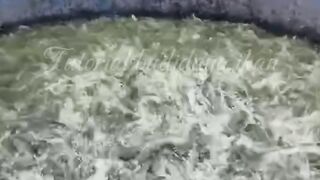 2 Jenis pakan TERBAIK untuk ikan lele