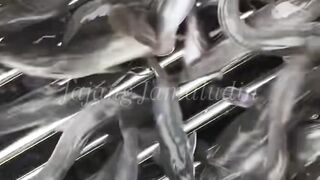 Solusi PANEN & SORTIR lele AMAN tanpa LUKA atau CACAT