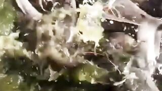 3 FAKTA unik tentang INDUKAN LELE yang jarang diketahui