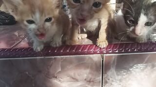 kitten 12