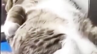 Kucing paling imut 2