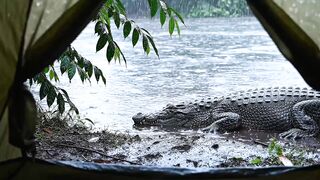 It’s Just Rain… Until You Notice the Crocodile Outside ????