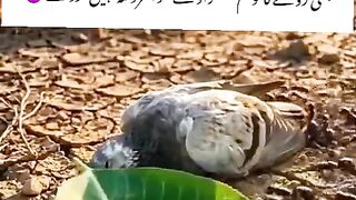 Best ne video, video, video