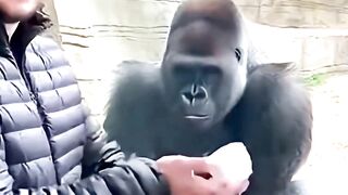Gorilla's Mind BLOWN by Magic Trick!