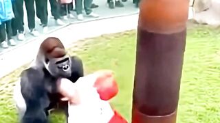 Gorilla Shows Who Hits Harder?