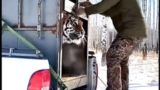 The wild ones are beautiful in the forest #animals #wildlife #alaskantiger #freeup #forest