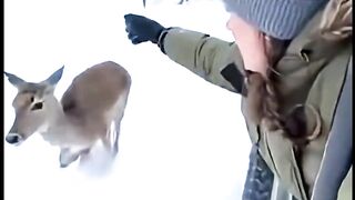 A pack of hyenas attacks a deer, but the woman rescues it