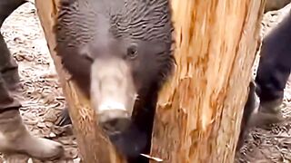 Kind Hands Free Trapped Bear