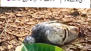 Best video, trending video,short video