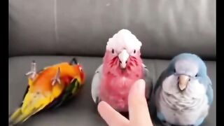 “Cutest & Funniest Birds That Will Make Your Day Better ????????”