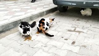 Gördüğünüz 3 kedininde karnı doydu.