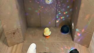 Funny Dancing Bird That Will Make You Smile Instantly ????????