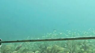 World's Coolest Underwater Spear