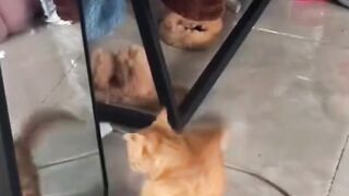 Cats vs. Their Own Reflections