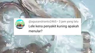 Apakah penyakit KUNING pada ikan lele bisa MENULAR❓