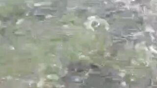 6 MASALAH pada ikan lele TUNTAS dengan satu SENTUHAN