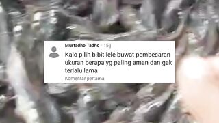 Plus-Minus jika BELI bibit lele ukuran 7-9 & 9-12cm