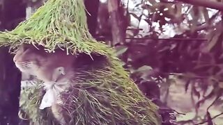 cat in organic clothing
