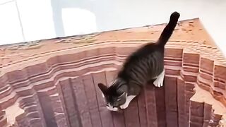 Funny cats.