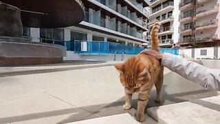 Orange cat first sniffed my hand, then asked me for food with a short meow