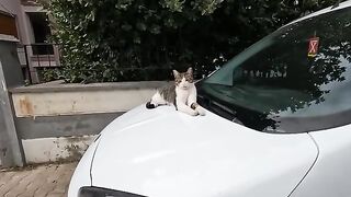 Cat, sitting comfortably on top of the car, started meowing when she saw us