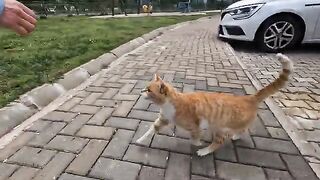 I Met the Most Talkative, Cutest Meowing Stray Cat Ever!