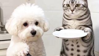 My cats trying to fry some eggs
