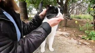 Tuxie the cat gets a little nervous when there is other cats around
