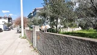 Shy Street Cat Can't Decide - Pets or Run?