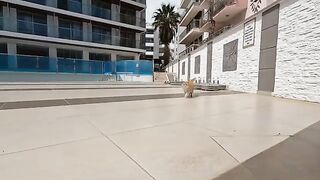 Stray cat which had hesitated to approach us, started meowing when she saw the food