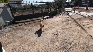 A stray cat came to me with its cute meow and just wanted to be petted