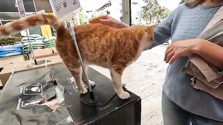 I Met the Friendliest Stray Cat Ever, Greeting Customers in front of the Supermarket