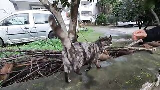Stray cat with wonderfully colorful fur greeted us with its trilling meows