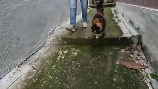 This Gorgeous Cat Greets Me With Lots of Meows and Purrs Every Time We meet