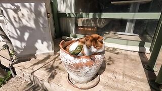 A cute stray cat curled up in a flowerpot