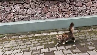 Stray cat run up to me with great excitement and extended her paw to me
