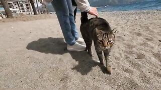 Tabby cat on the beach started purring and kneading when we petted her