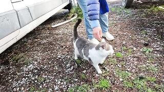 Hungry stray cat was very happy when it realized I was going to give it food