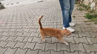 The cross eyed cat that purrs and kneads while I pet her is unbelievably cute