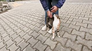 Two stray cats, sniffing each other, suddenly started fighting