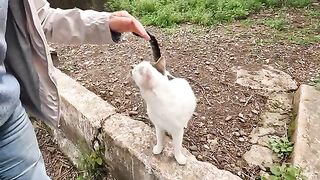 The black nosed cat and his friend are very cute and friendly