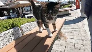 Stray cat at the seaside, sniffing my bag and looking for food, was very hungry